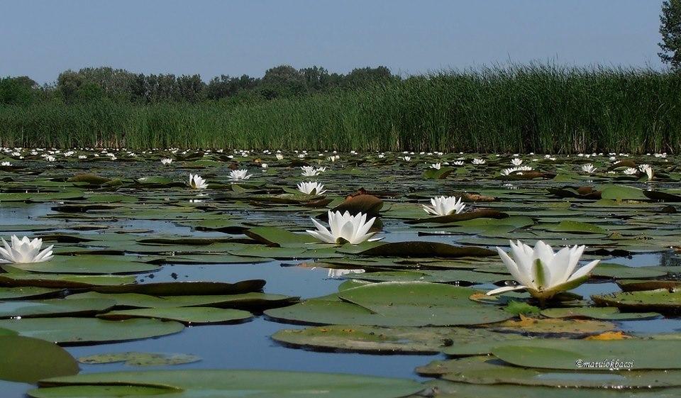 Csonakos Vendeghaz Pension Tiszafüred Buitenkant foto